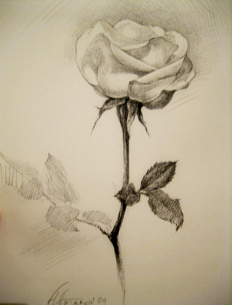 Роза в анфас /Собственост на Мариана Петкова/ || Молив / Pencil || 2008